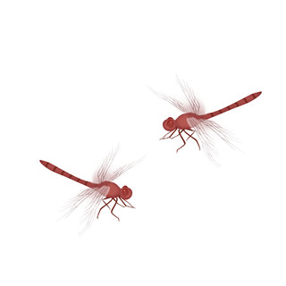 两只蜻蜓飞舞昆虫元素GIF动态图蜻蜓元素